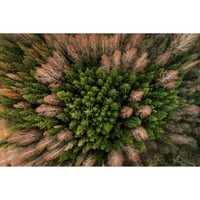Marmont Hill stabla perja Karolisa Janulisa slika Print na omotanom platnu