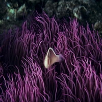 Indonezija, ružičasta anenomeska riba u moru Anenome. Print plakata