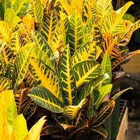 10in Petra Croton-lišće u različitim bojama - u zatvorenom ili na otvorenom