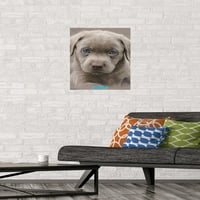 Keith Kimberlin - Puppy - Plavi pogled Zidni poster, 14.725 22.375