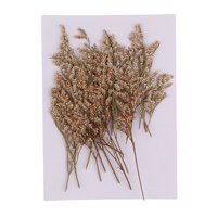Pritiženo prirodno sušeno cvijeće Limonium Leves za DIY Craft ScrapBooking Nakit Izrada umjetničkih zanata