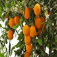 Sunniland đubrivo za citruse, 6-4-6, lb. torba