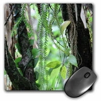 3dRose unutar prašume Tropical Queensland Australija, podloga za miša, po