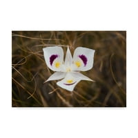 Zaštitni znak likovne umjetnosti 'mariposa ljiljan' platno umjetnost Brenda Petrella Fotografija LLC