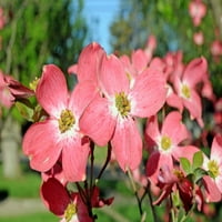 Gal. Crveni Drijen - Atraktivna Kora-Upadljivo Cvijeće
