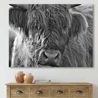 PRONAĐEDAK KRUG SCOTTISH Highland krave koje žive na Moorlandu 'Farmhouse Platno Zidno Art Print