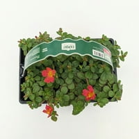 Expert Gardener Live Plant 6pk Purslane Grower Pot Full Sun ili parcijalne hladu