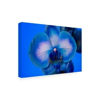 Gordon Semmens 'crveno bijela i plava orhideja 04' platno Art