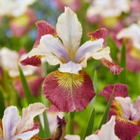 Van Zyverden Sibirski iris šećernog žurbe Set biljnog korijena Multicolor Full Sunnnial Lako za uzgoj lbs