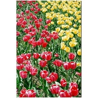 Kurt Shaffer 'Crveni i žuti tulipani Canvas Art 24