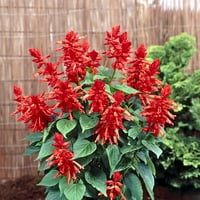 Expert Gardener 4PK Salvia godišnje postrojenje za žive boje različitih boja
