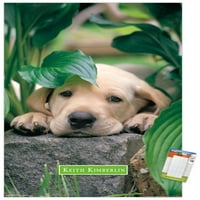 Keith Kimberlin - Puppy - Lazy Days zidni poster, 22.375 34
