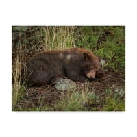 Zaštitni znak likovne umjetnosti 'Cinnamon Bear Sleeps' Canvas Art by Galloimages Online