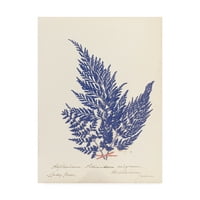 Zaštitni znak Likovna umjetnost' Botanička paprat XVIII plava ' platno Art by Wild Apple Portfolio