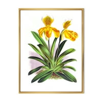 Designart' Yellow Vintage Orchid ' Tradicionalni Uramljeni Platneni Zidni Umjetnički Print