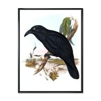 Drevne australijske ptice VI uokvirena slika na platnu Art Print