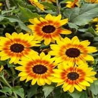 4. in. ECO + Grande, sunčani saturn suncokret živi biljka, žuti cvjetovi