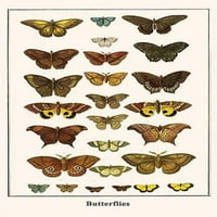 Satyrinidae, Nymphalidae, Lycaenidae, Melanitis leda, Chaerois chorineus, štampa postera Sichelia sagaris Albertus Seba