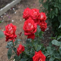 Certificirane Ruže Žarulja Biljke Korijena Ruže Devedeset Devet