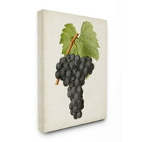 Stupell Industries Vintage Vintage Grape Painting Canvas Wall Art by Vision Studio