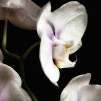 Delikatne bijele orhideje otisak postera Dianne Poinski
