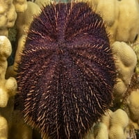 Kratki spinirani kolekcionar urchin, trineuses gratilla, Havaji. Poster Print od Davida Fleethama