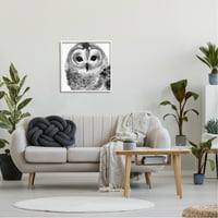 Stupell Industries mirna Barn Owl ptica lice portret slika slika bijeli uokvireni Art Print zid Art, dizajn
